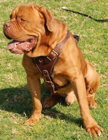 dogue de bordeaux dog harness