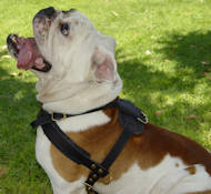 tracking dog harness for english bulldog