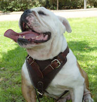 english bulldog dog harness