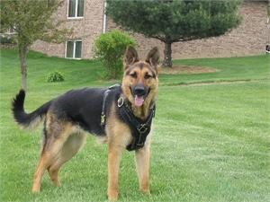 german shepherd belt price