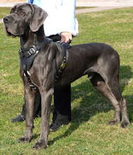 dog harness for great dane