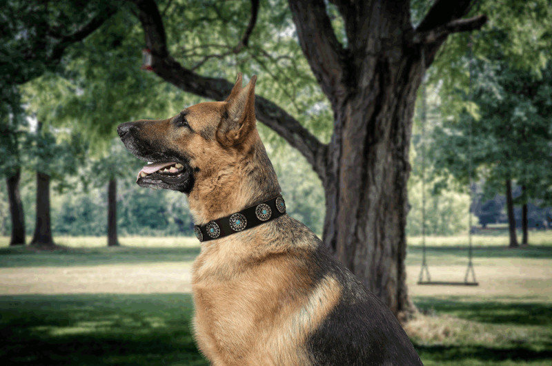 Leather Dog Collar Decorated with Blue Stones