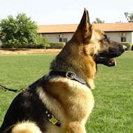 tracking pulling dog harness dor german shepherd