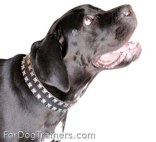 Check how cool is Cane Corso in this collar