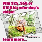 dog video contest