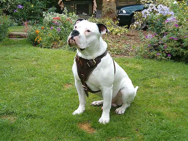 Leather Dog Harness for Agitation Work