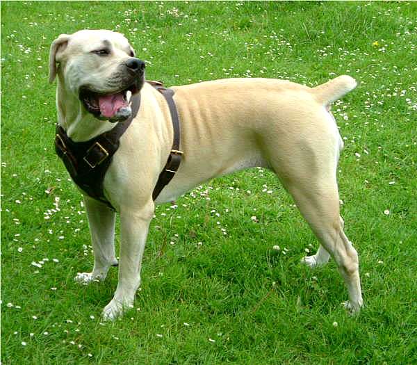 tosa boerboel mix