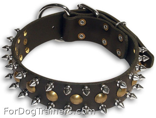 Fancy design of dog collar