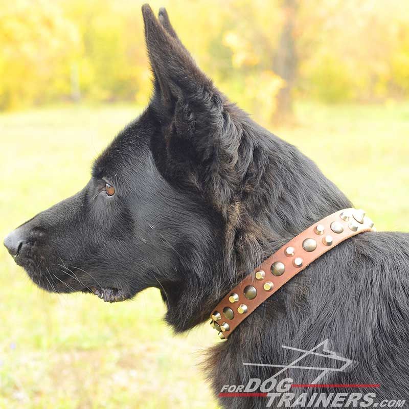 Terrain D.O.G Oiled Harness Leather Hybrid Dog Collar