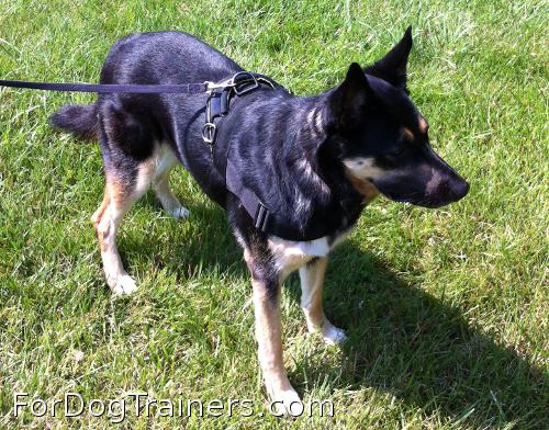 Abby is rocking in new nylon collar