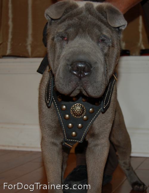 Achilles decided to choose Royal Dog Harness - Exclusive Design Studded Leather Harness