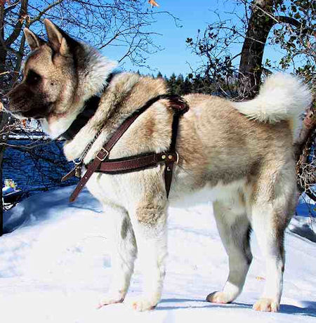 Pulling harness for Akita breed