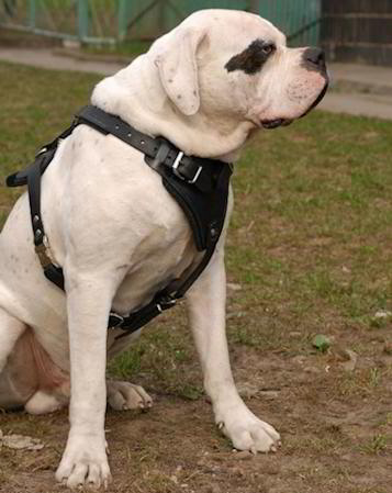 Best harness for shop american bulldog