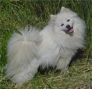 Toy American Eskimo Wire Basket Dog