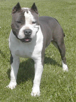 Staffordshire Bull Terrier Size Chart