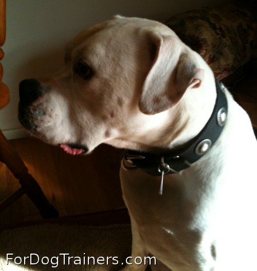 Dorrie likes her new Gorgeous Wide Leather Dog Collar