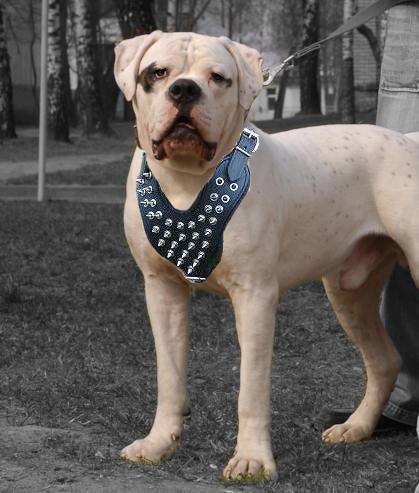 American bulldog hotsell collars and leashes