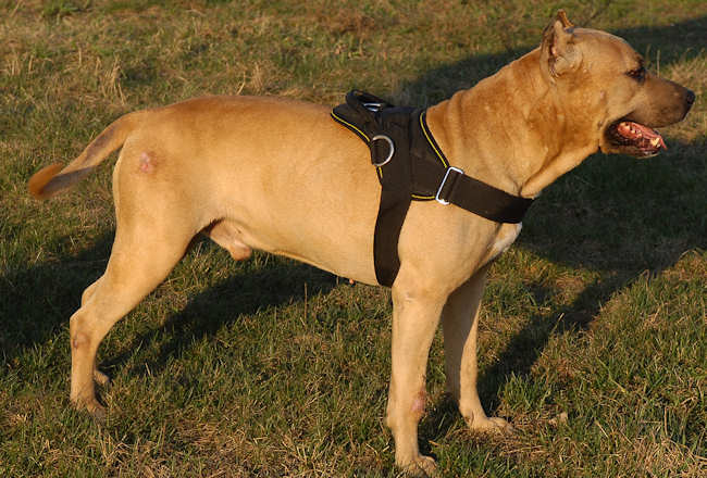 Nylon multi-purpose dog harness for tracking / pulling- Amstaff