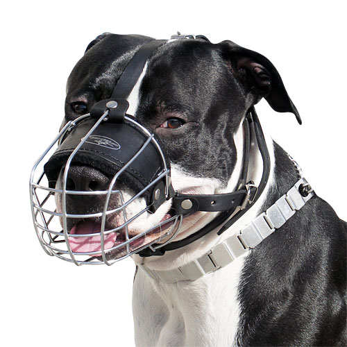 muzzle for american staffordshire terrier