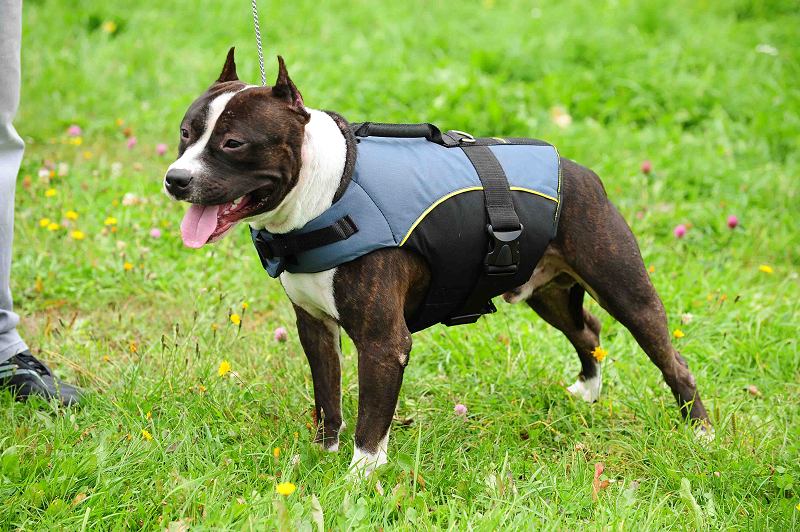 Amstaff breed with the harness on