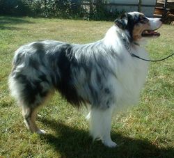 Australian Shepherd Size Chart