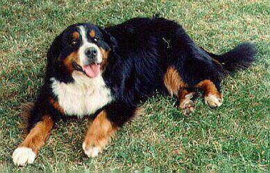 Bernese Mountain Dog Size Chart