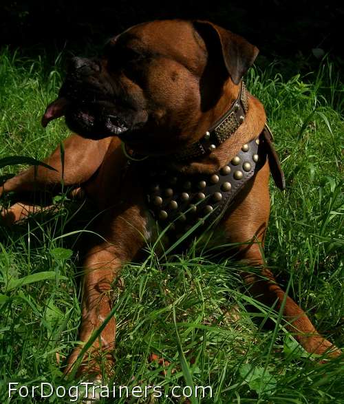 Newly purchased studded dog harness