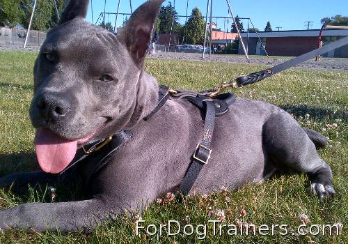 A happy dog in fine harness