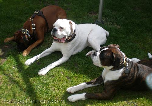 Barney, George and Ruby wearing Wide 2 Ply Leather  Dog Collar