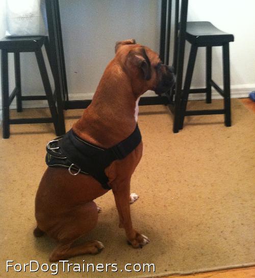 Boxer is adorable in this harness