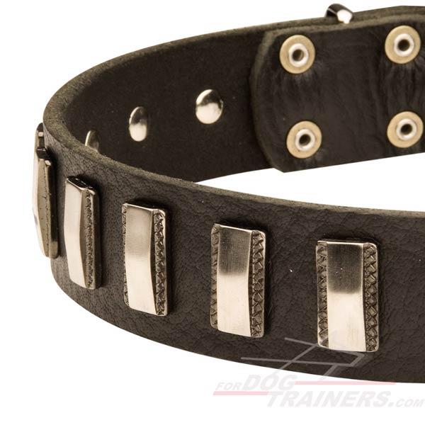 Shiny Plates on Leather Cane Corso Collar