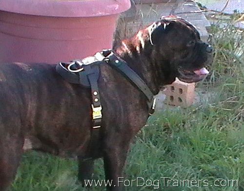 Bubba wearing our Leather Dog Harness - H1