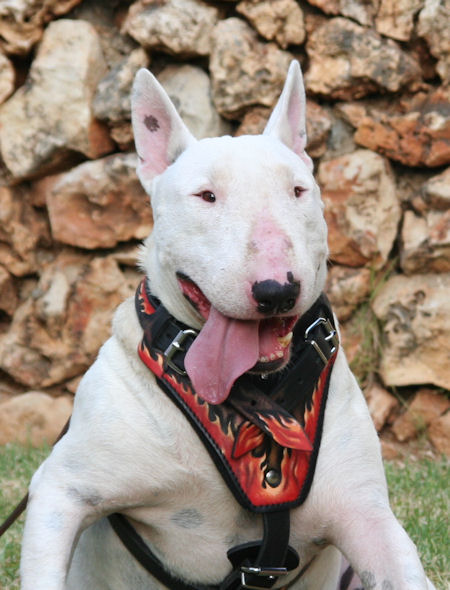 Imperishable' Bull Terrier Dog Toy - Fire Plug, SMALL SIZE [TT27#1090 6 x  7.5 cm Fire Plug Treat Toy] : Bull Terrier Harnesses, Bull Terrier Muzzle,  Bull Terrier Collars, Bull Terrier Leads