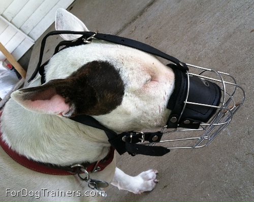Bull terrier looks very good in Bull Terrier Wire Basket Dog Muzzles