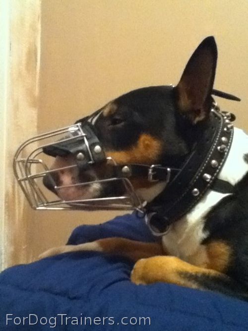 Wire Basket Dog Muzzle looks good on Bull Terrier