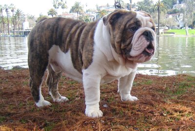 Bulldog Chart