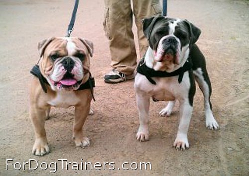 Bulldogs in new harnesses