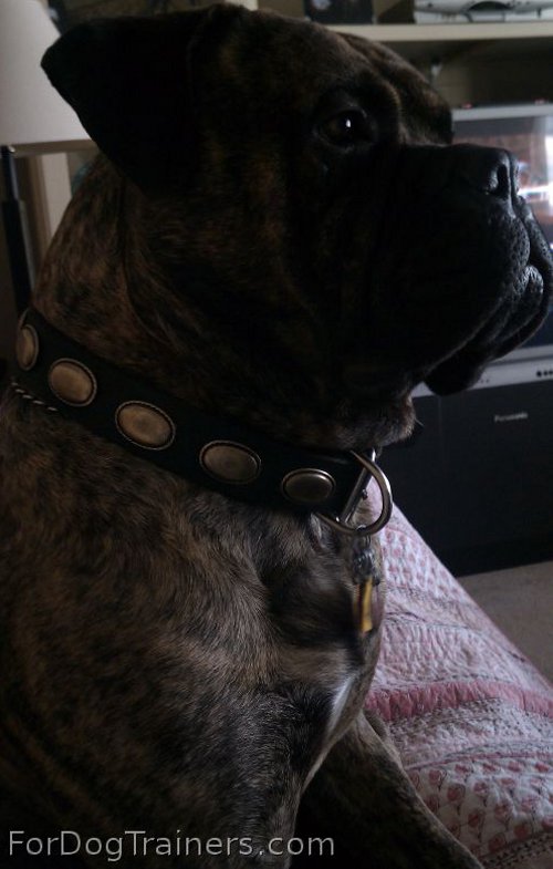 Lou is looking amazing in Retro Rulz - Gorgeous Vintage Dog Leather Collar