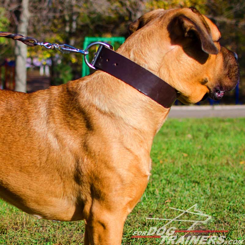 Custom Leather Dog Collar for CANE CORSO - Designer Dog Collar : Mastiff  Breed: Harnesses, Muzzles, Collars, Leashes, Bite Tugs and Toys