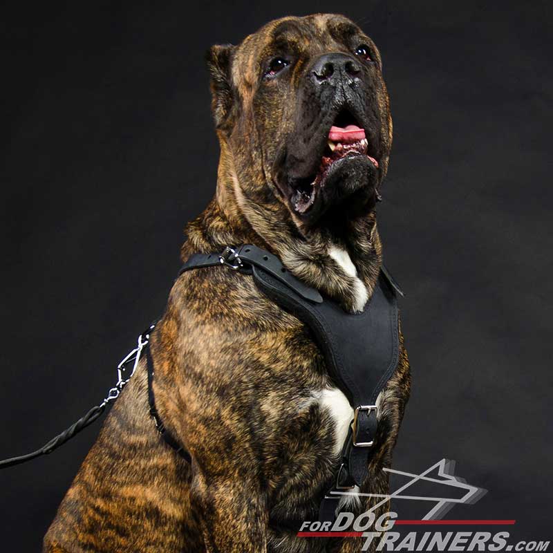 Adjustable Leather Cane Corso Harness for Attack