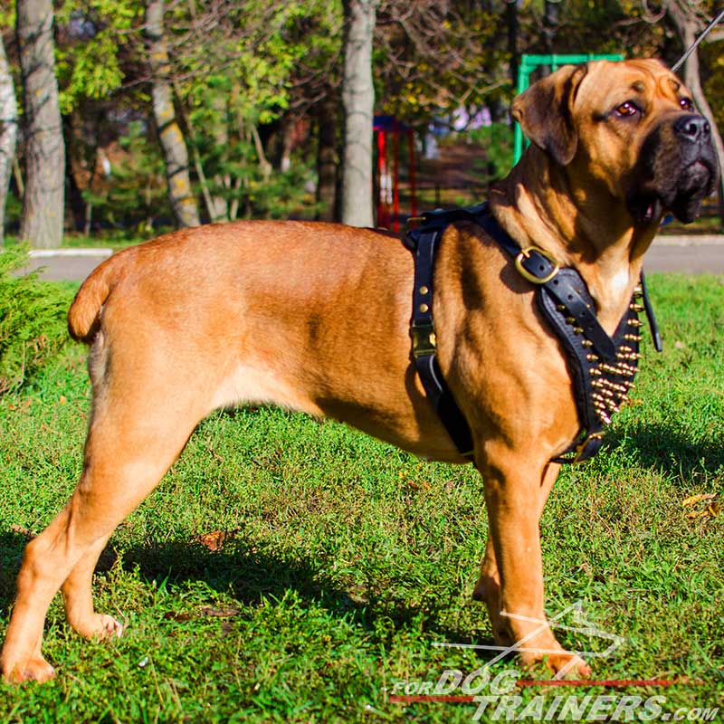Designer Brass Spiked Cane Corso Harness for Canine Walking and Training  [H9B##1073 Brass Spiked Leather Dog Harness] - $153.99 : Best quality dog  supplies at crazy reasonable prices - harnesses, leashes, collars