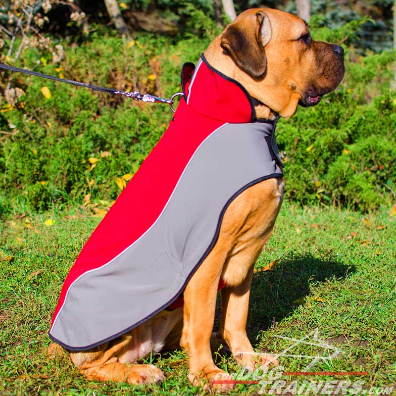 cane corso clothing for dogs