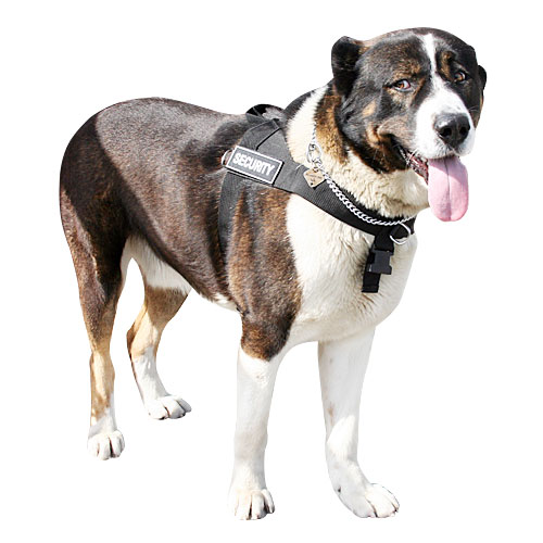 Everyday all weather dog harness for Caucasian Shepherd [H17##1073