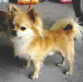 small muzzle for chihuahua