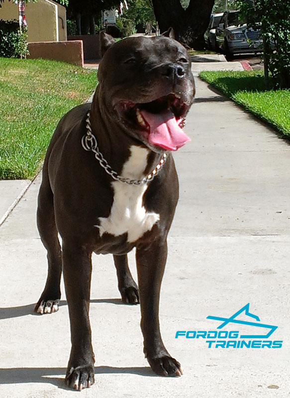 chain for pitbull dog