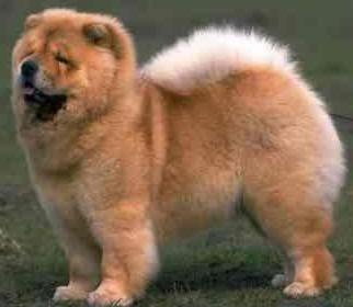 Chow Chow Size Chart