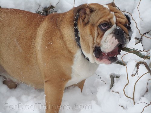 3 Rows Leather Spiked and Studded Dog Collar looks gorgeous on this Cool dog