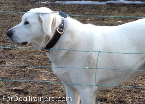 Look how amazingly looking this dog in Royal Nappa  Padded Hand Made Leather Dog Collar