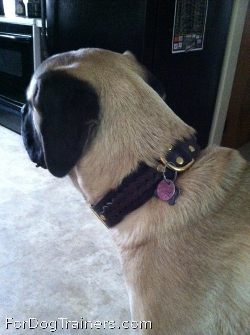 Quality braided leather dog collar
