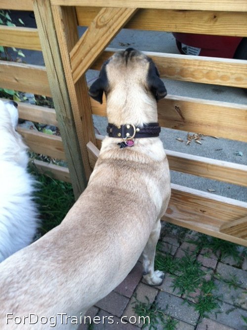 Braided collar looks good on this dog